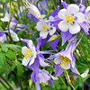 Aquilegia Plant - Blue Star