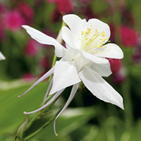 Aquilegia Plant - Red Star