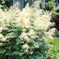 Aruncus Plant - dioicus