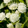 Astrantia Plant - White Angel