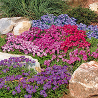 Aubrieta Plants - Mixed