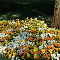 Autumn Bedding Plants - Collection