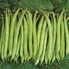 Bean Dwarf French (Organic) Seeds - Speedy