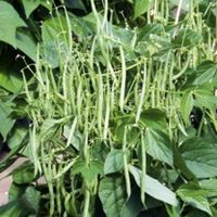 Bean Dwarf French Plants - F1 Mascotte