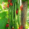 Bean (Runner) Plants - Firestorm