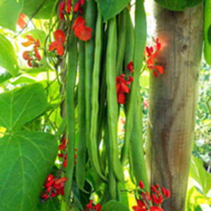 Bean (Runner) Plants - Firestorm