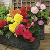 Begonia Plants - Illumination Mix & F1 Nonstop Mix Twin Pack