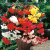 Begonia Plants - Illumination Mix