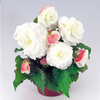 Begonia Plants - Non-Stop Appleblossom