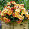 Begonia Plants - On Top Twin Pack