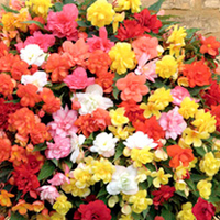 Begonia Plants - Super Cascade Mix