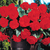 Begonia Tubers - Sensation Scarlet