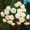 Begonia Tubers - Sensation White