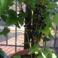 Blackcurrant (Ribes) Ben Connan