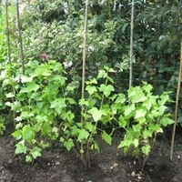 Blackcurrant (Ribes) Ebony