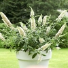 Buddleja dav. WHITE CHIP®