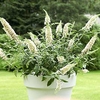 Buddleja dav. WHITE CHIP®