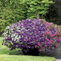 Calibrachoa Plants - Kabloom