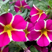 Calibrachoa Plants - Rave