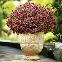 Calibrachoa Superbells - Twin Pack