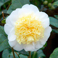 Camellia japonica Plants - Twin Pack