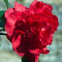 Camellia Plant - Ruby Wedding