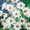 Catananche caerulea Plant - White