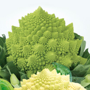 Cauliflower Plants - Romanesco Collection