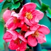 Chaenomeless superba Plant - Pink Lady