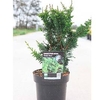 Chamaecyparis pisifera Plant - Teddy Bear