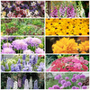 Chelsea Favourite Perennials (50 Plants)