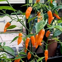 Chilli Pepper Plant - Slow Burn