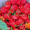 Chilli Pepper Plant - Trinidad Moruga Scorpion