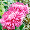 Chrysanthemum Plants - Bloom Collection