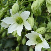 Clematis Michiko