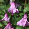 Clematis Plant - Aljonushka