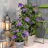 Clematis Plant - Angelique