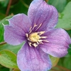 Clematis Plant - Arabella