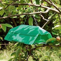 Codling Moth and Plum Moth Traps