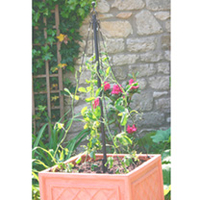 Container Maypole plus Sweet Pea Seed
