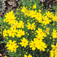 Coreopsis Plant - Citrine