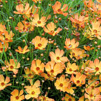 Coreopsis Plant - Mango Punch