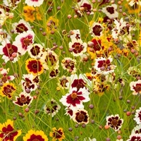 Coreopsis Seeds - Incredible Mixed