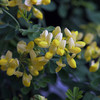 Coronilla Plant - Valentina Subsp Glauca Citrina