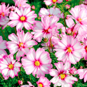 Cosmos Plants - Capriola