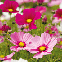 Cosmos Plants - Sonata Mix