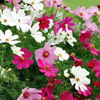 Cosmos Plants - Sonata Mix