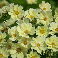 Cosmos Plants - Xanthos