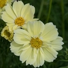 Cosmos Plants -Xanthos Lemon Sherbet