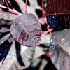 Cotinus 